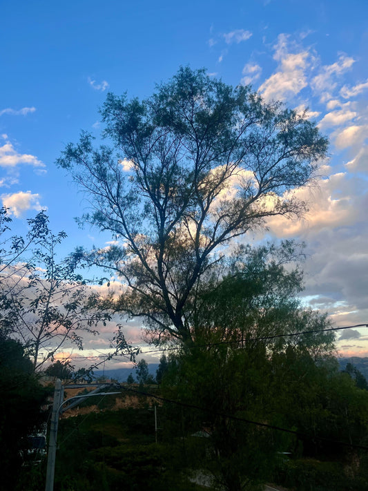 Peru Jose Vasquez Caturra