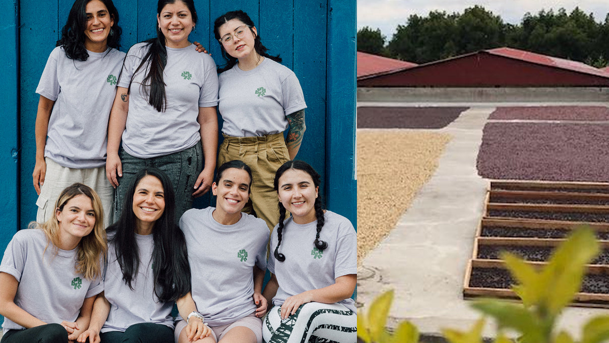 Colombia Lemonberry Pop