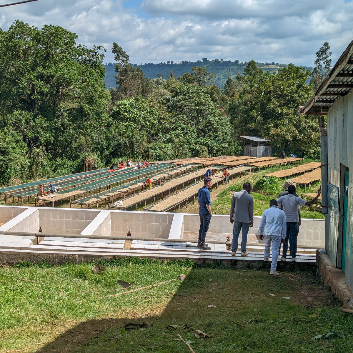 Ethiopia Layo Teraga G1 Washed