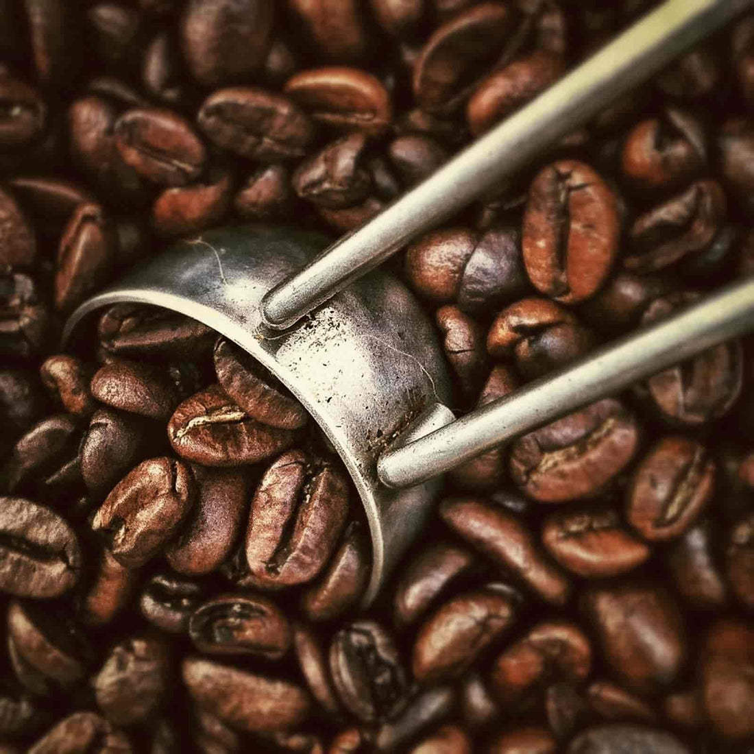 freshly roasted coffee beans