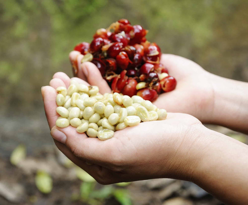 How is Coffee Processed?