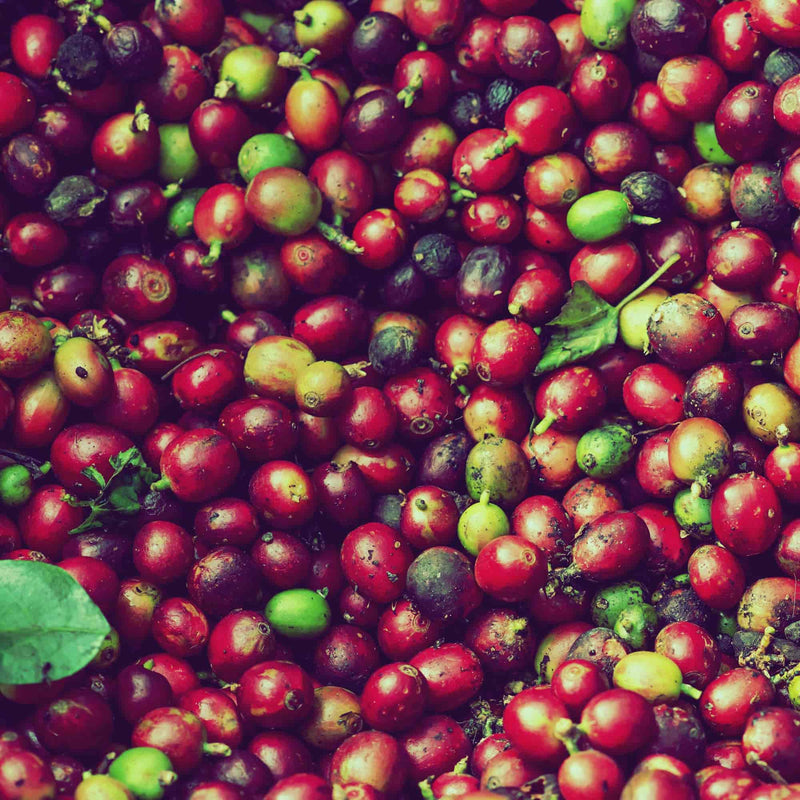 How Coffees from Different Parts of the World Taste -- And How We Roast Them