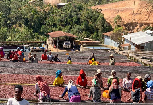 Ethiopia Tariku Kare