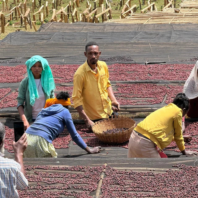 Natural coffee drying on raised beds