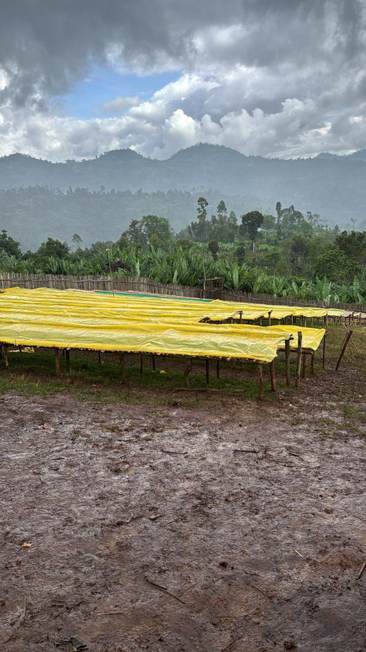 Ethiopia Bekele Yutute Natural