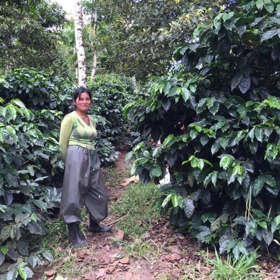 Ecuador Finca Hakuna Matata Typica Mejorado