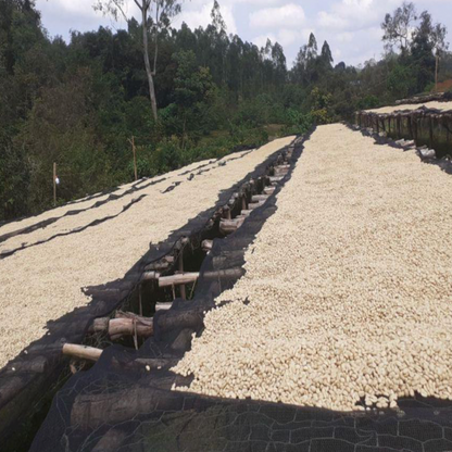 Ethiopia Metu
