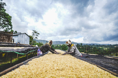 Ethiopia Arbegona Rumudamo Anaerobic Washed