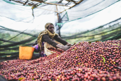 Ethiopia Arbegona Rumudamo Anaerobic Washed