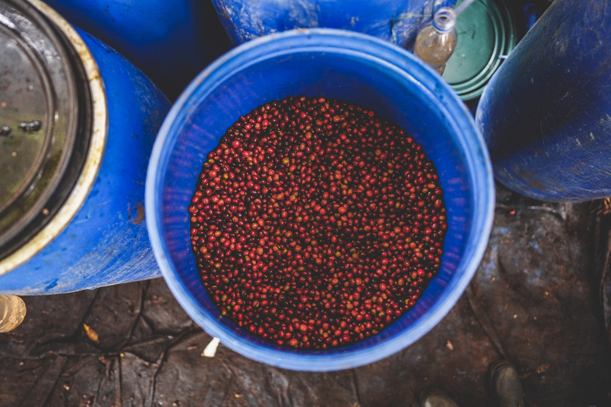Ethiopia Arbegona Rumudamo Anaerobic Washed