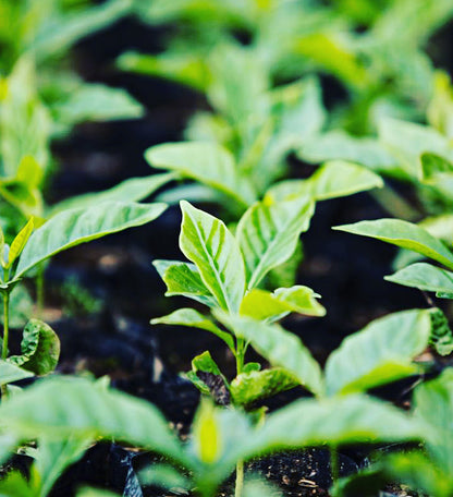 Bolivia Caranavi Rosita Geisha