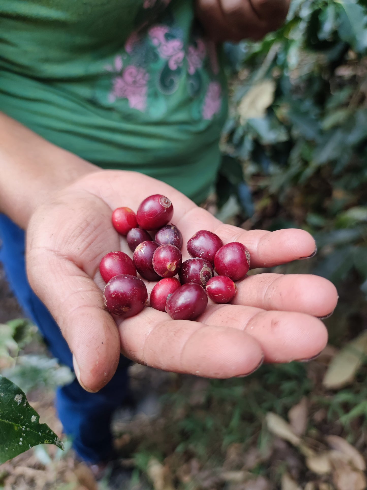 Peru Sahuayaco