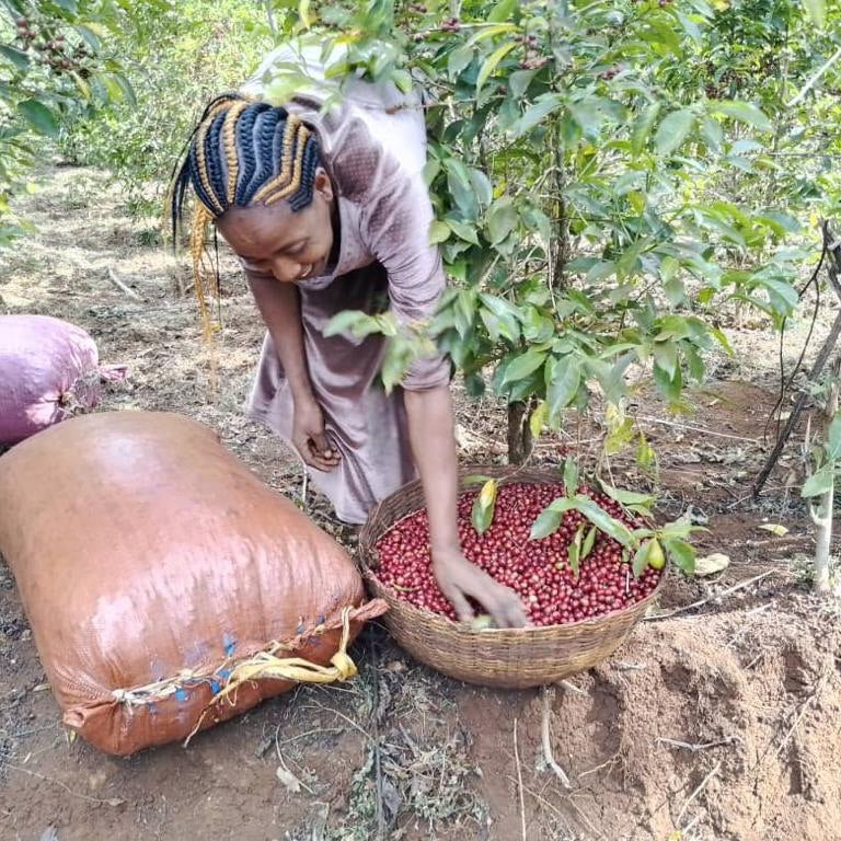 Ethiopia Chelbesa Habtamu Fikadu
