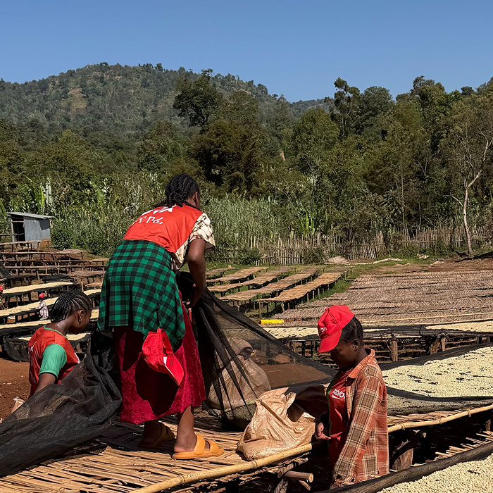 Ethiopia Banko Gotiti