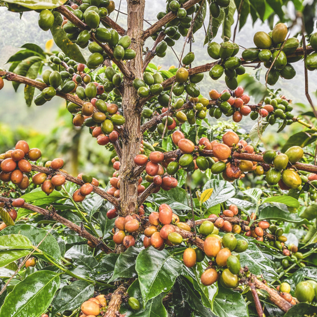 Colombia El Nevado del Huila