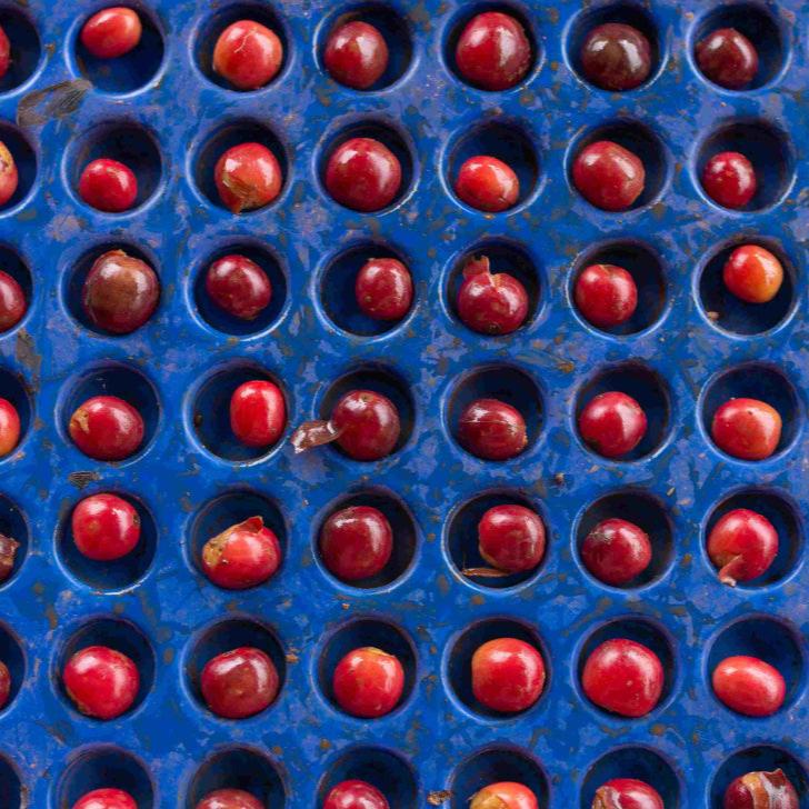 Sironko Pure Natural (Light Medium Roast)