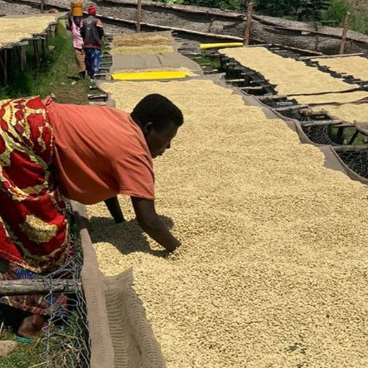 Burundi Gisoko (Light Roast)