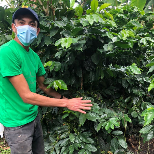Nicaragua Jinotega SACACLI