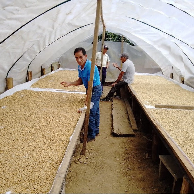 Peru Sahuayaco