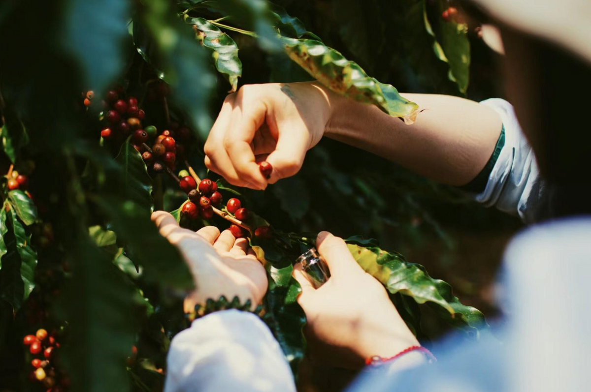 China Yunnan Project One Light Peach Oolong Coffee