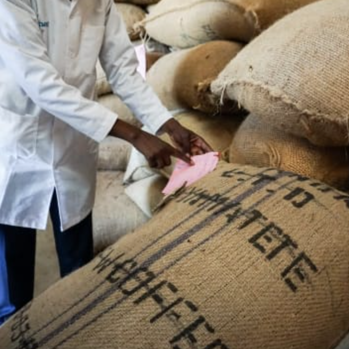 Kenya Gachata AA