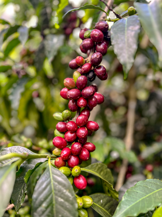 Peru Namballe + Ecuador Arashi