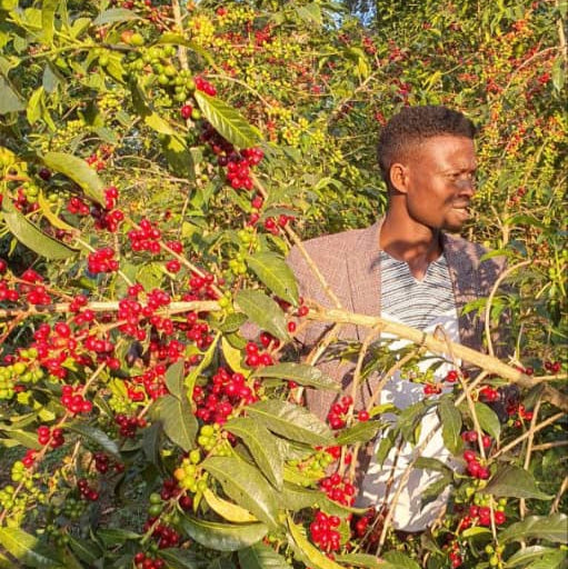 Ethiopia Guji Shakiso Kayon