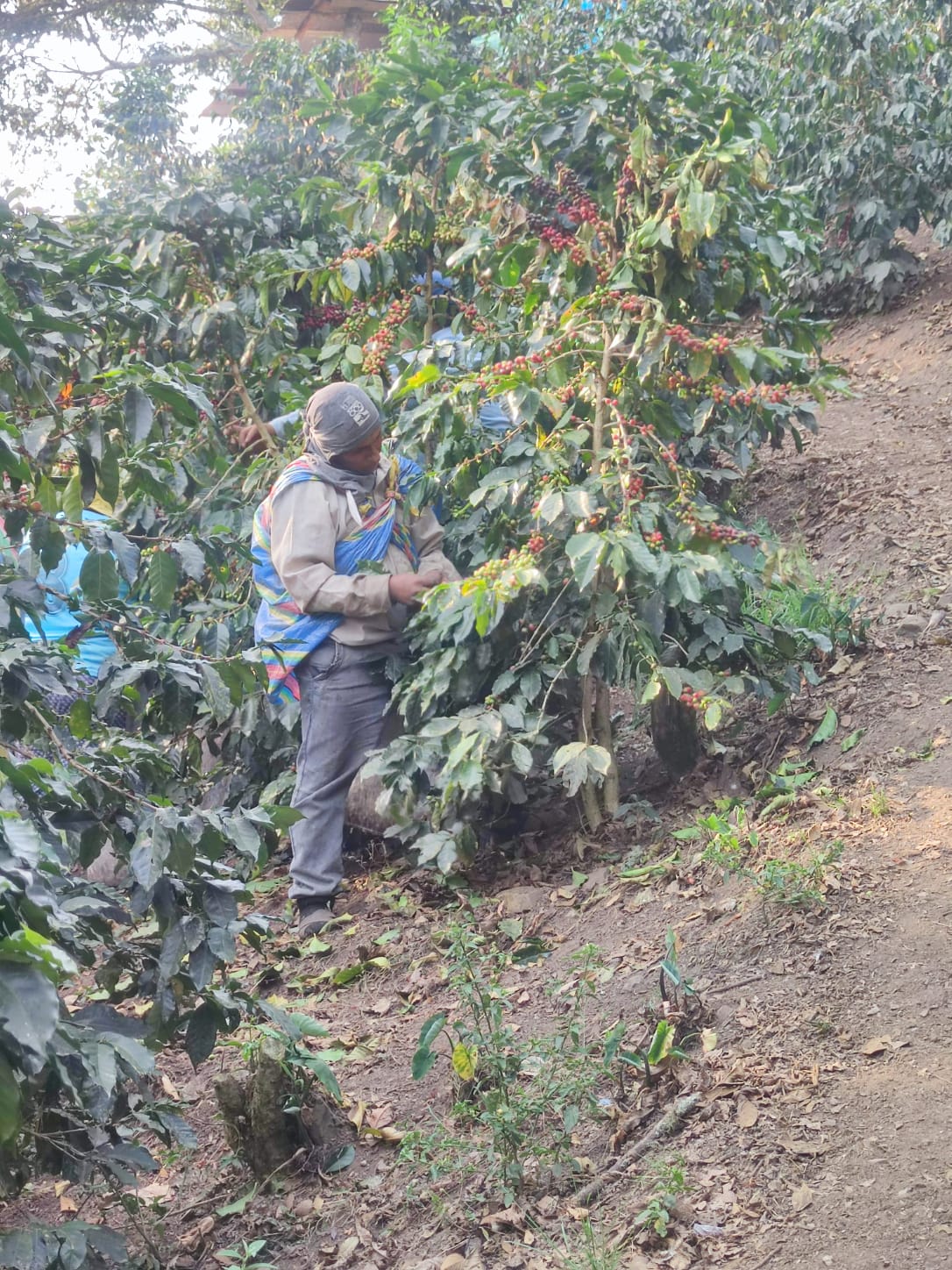 Peru Santa Teresa Sahuayaco