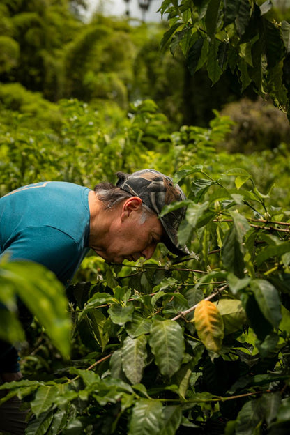 Ecuador Finca La Josefina Typica Mejorado