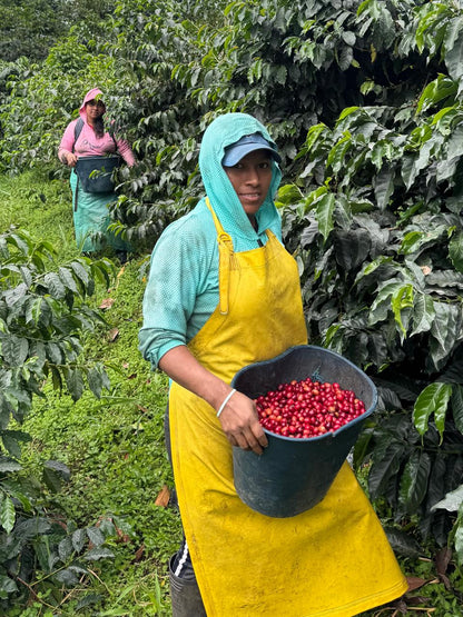 Ecuador Finca La Josefina Typica Mejorado