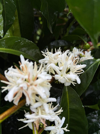 Ecuador Finca La Josefina Typica Mejorado