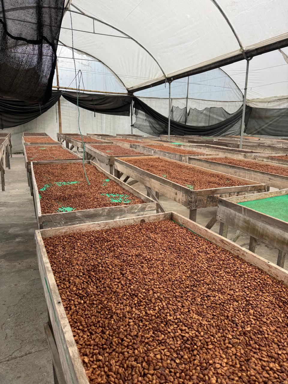 Ecuador Finca La Josefina Typica Mejorado