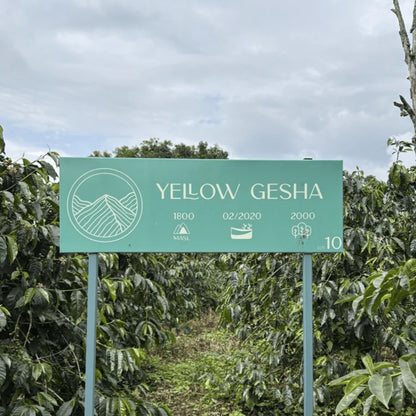 Colombia Jardines del Eden Yellow Gesha