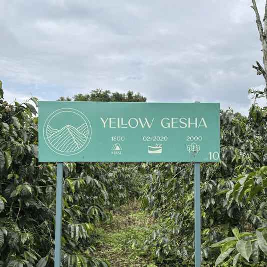 Colombia Jardines del Eden Yellow Gesha