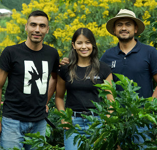 COLOMBIA LOS NOGALES CATURRA DECAF