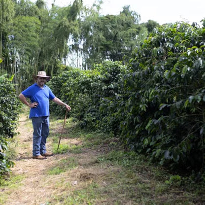 Colombia Finca Milan Culturing Nitro Caturra