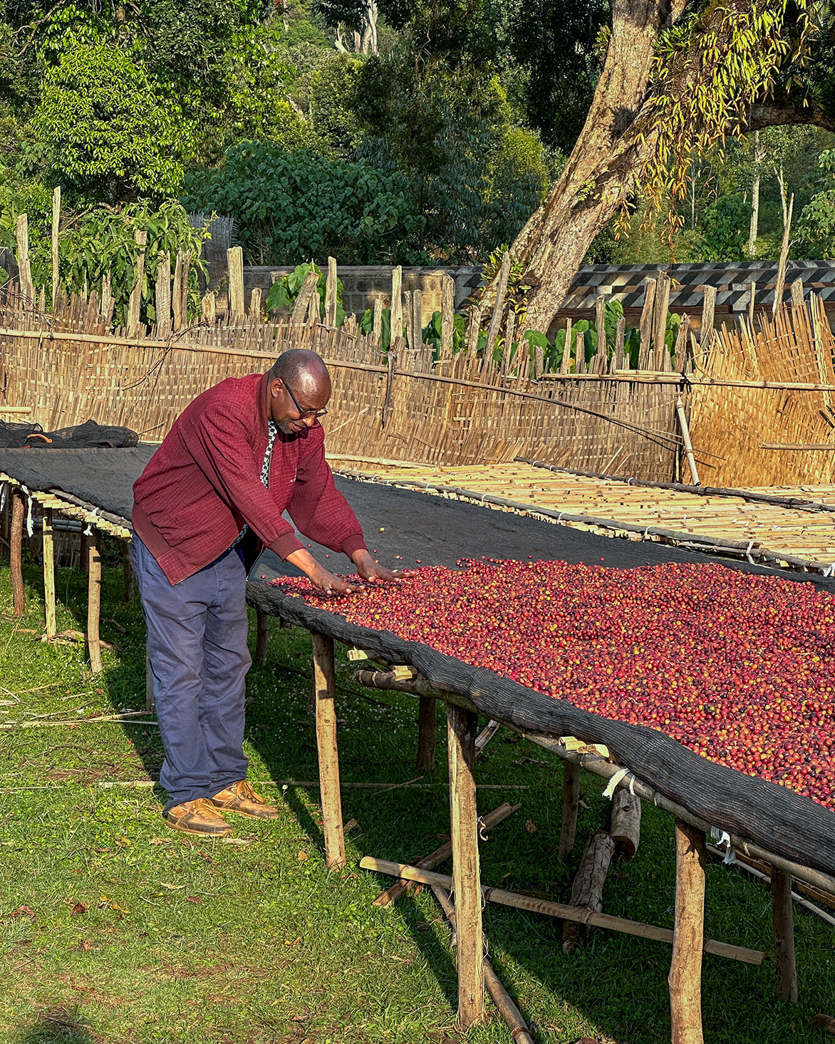 Ethiopia Matte Matosa Anaerobic Natural